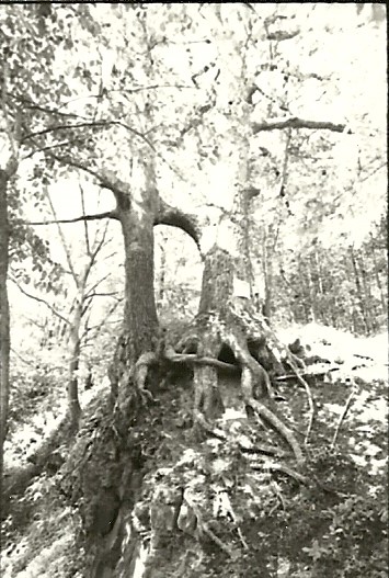 Historic Heritage Tree of Worcester Township