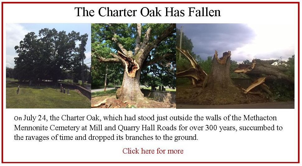 The Methacton Oak — one of Worcester's heritage trees