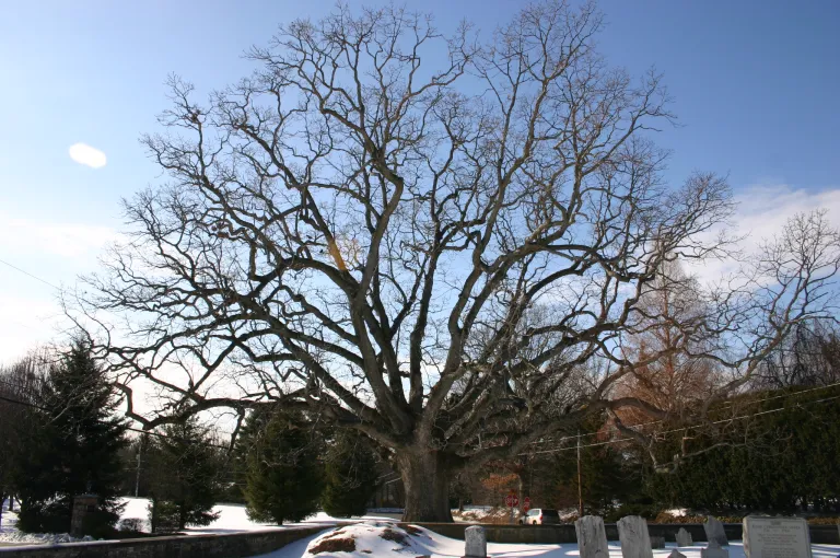 Methacton Charter Oak Offspring